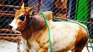 நத்தம் செவலையின் வரலாறு ◆ ஜல்லிக்கட்டு | CHANCE MAKERS | JALLIKATTU