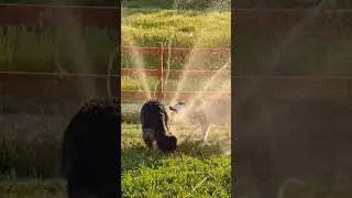 Long haired GSD and Husky cool off with a sprinkler