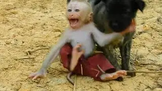 Best Friend Puppy Vs Baby Monkey, Looking So Pity Baby Monkey