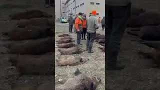#охота #hunting #boar #дикийкабан #загоннаяохота