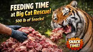 BIG CATS Getting Snacks!