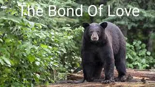 9 The Bond Of Love ( Kenneth Anderson)