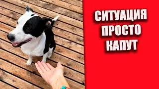 Ситуация дерьмо - капут (Бинго🤩) #помощьбездомнымживотным #непокупайприюти #собакасисторией