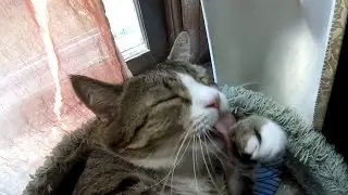 Purring Kitty So Happy