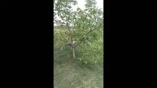 Українська степова бджола. Стан на селекційному облітнику на 20 05 2024