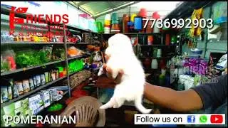 Pomeranian Female