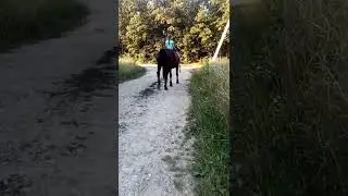 Научил сестру кататься на лошади #сестра #лада #лошади #конныйспорт