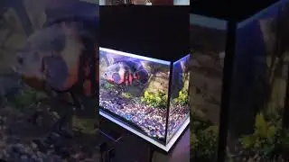Воздушная Тревога в Севастополе и Самогон. Что важнее ??? Джин или свалить в бомбомбоубежище ??? )))