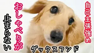 愛犬　犬語と人間語で会話が成立してしまう、人間みたいなダックスフンド