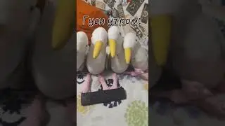 История о 4 гусей10