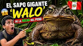 EL SAPO GIGANTE: El terror de los insectos nocturnos