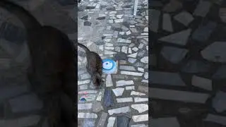 Oh to be a cat playing with a butterfly toy 🥺🥺