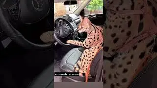 SERVAL CAT DRIVING!!!