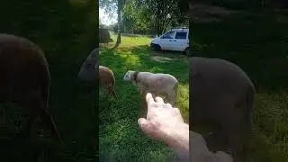 Видео для постоянных зрителей