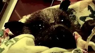Grey-Headed Flying-Fox in care;  this is Gladys on night one