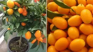 как посадить кумкват в домашних условиях
