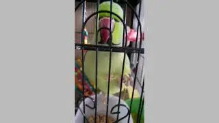 Cute parrot answers owner's questions! | Greenie SPEAKS! | #shorts #YoutubeShorts