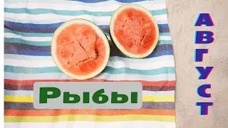 🍉Прогноз для  Рыбы🍆🌞АВГУСТ 2023🥤🌽