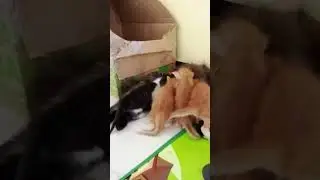 hitam tinggal kenangan...