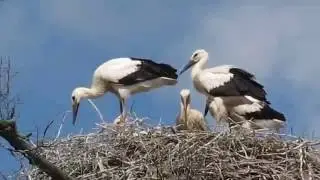 Аисты кормят птенцов. Гнездо аистов. Беларусь. / Storks feed the chicks. Nest of storks. Belarus.