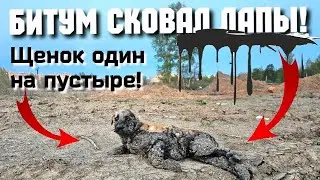 💔Щенок в гудроне плакал на пустыре/мальчик нашёл его/мы приехали еле ноги унесли😱help save the puppy