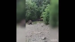 Медведи бурые в лесу - Всё хочу на свете знать !