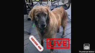 Daily pet videos slide show! [Premier]￼