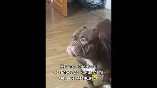 Скоро школа... 😭 #shorts