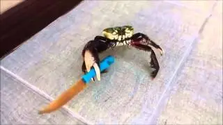 Краб ублюдок, мать твою, а ну иди сюда!
