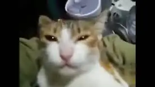 mrrr mrrr maa