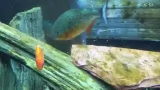 Piranhas Aggressively Feeding on Feeder Goldfish