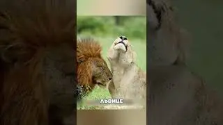 Материнский героизм В ДИКИХ условиях 😱🌍🦁