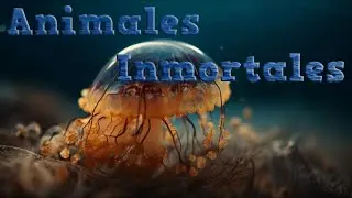 3 animales que son inmortales😲😲😲