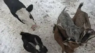 30.01.24 На прогулке...и не только!