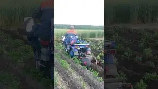 УЗНАЙТЕ, КАК ОКУЧИВАТЬ КАРТОФЕЛЬ ДИСКАМИ, МОТОБЛОК МТЗ БЕЛАРУС 