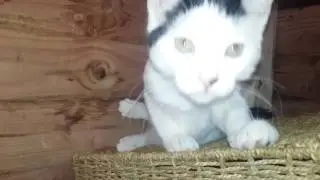 My kitty being silly x
