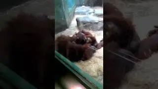 Обезьянки целуются