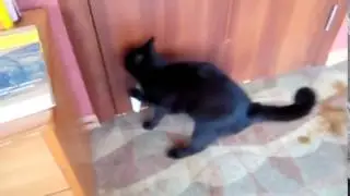 КОТЭ ПРИЛИП!   Ржака !!! СМОТРЕТЬ ВСЕМ!