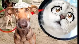 На Кошечку Марфу НАПАЛИ собаки!