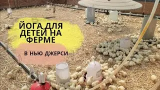 ЙОГА ДЛЯ ДЕТЕЙ НА ФЕРМЕ В НЬЮ ДЖЕРСИ