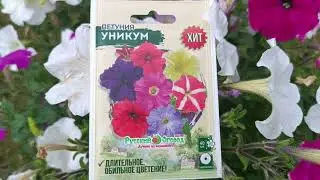 Дешевые семена петунии,что же выросло?