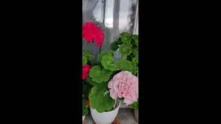 Микс моих растений