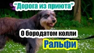 Дрессировка собак. О бородатом колли Ральфи. 