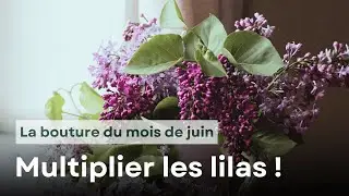 La bouture du mois de juin