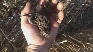 No-till знааачно зменшує гербіцидне навантаження на грунт і на кишені