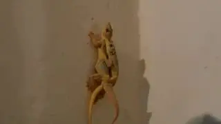 Lizard Mating
