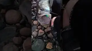 СУДАК ЛЮБИТ ЭТОТ ЦВЕТ PAL03