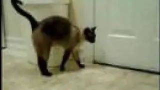 Crazy talking cat