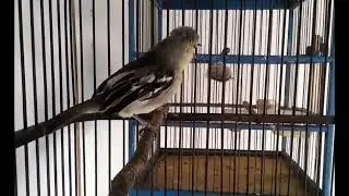 Sepasang Cipow Gacor!