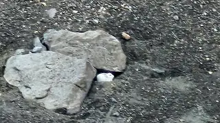 охота на зайца , вулкан Козельский!